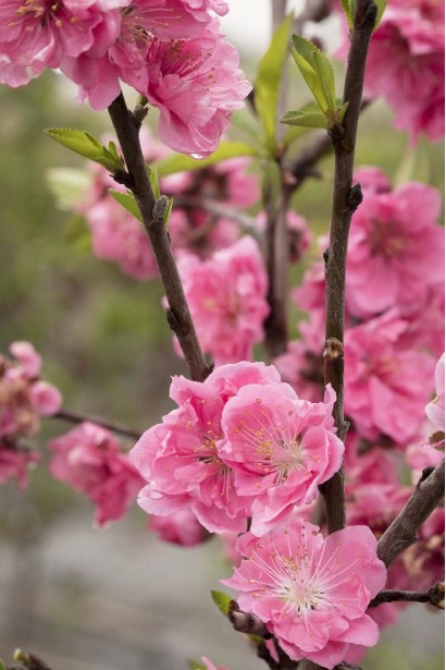 Нектарин Алітоп - привабливі рожеві квіти